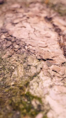 Vertikales-Video-Nahaufnahme-Rinde-Am-Stamm-Umgestürzter-Baum-In-Waldlandschaft